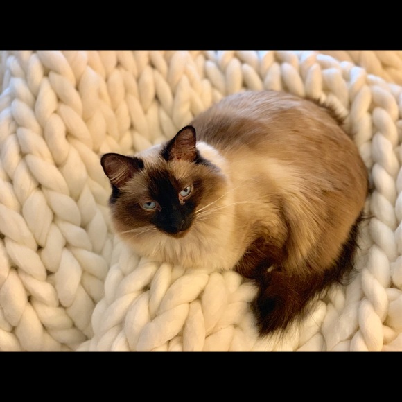 annascatt345